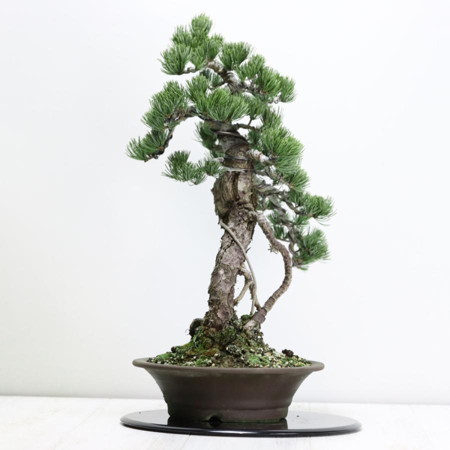 根上りの五葉松盆栽 送料無料 樹齢数百年のような趣を感じさせる根上
