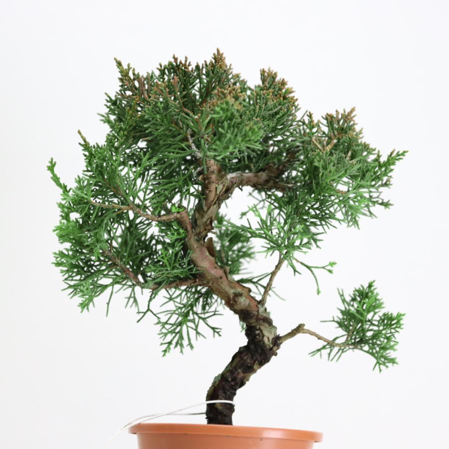 盆栽 紀州真柏盆栽 極太幹 貴風盆栽 小品盆栽 中品盆栽 素材ミニ盆栽