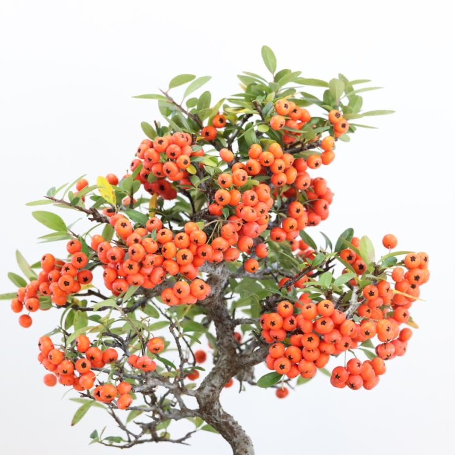 ピラカンサ(ぴらかんさ) 現品 実のなる盆栽 ミニ盆栽 ギフト 盆栽 開店