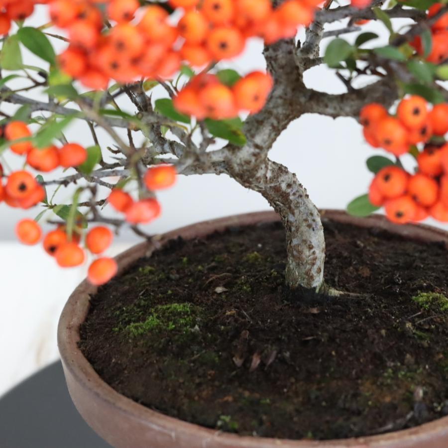 ピラカンサ(ぴらかんさ) 現品 実のなる盆栽 ミニ盆栽 ギフト 盆栽 開店