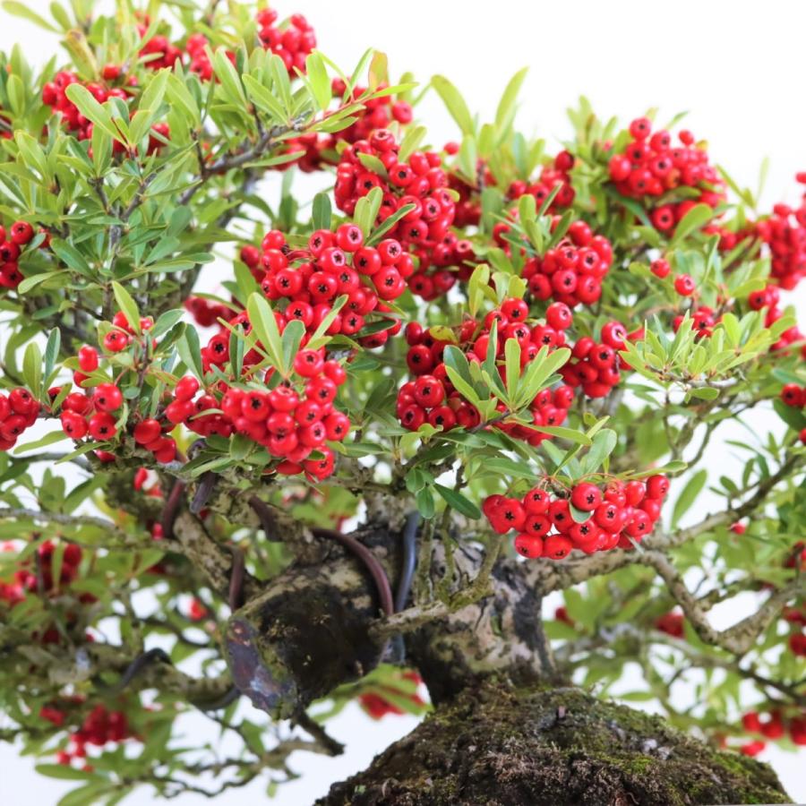 極上 中品 ピラカンサ盆栽 雑木盆栽 現品 : 盆栽ショップ わびさび