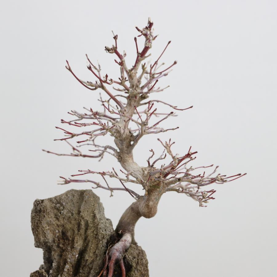 荒皮性モミジ 中品盆栽 貴風盆栽 荒皮紅葉 あらかわしょうもみじ