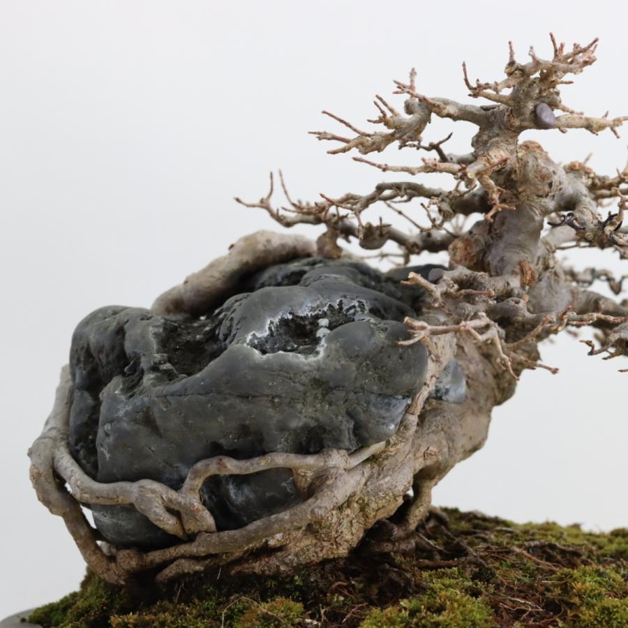 カエデ石付き 楓石付 中品盆栽 現品 : 盆栽ショップ わびさび Yahoo!店