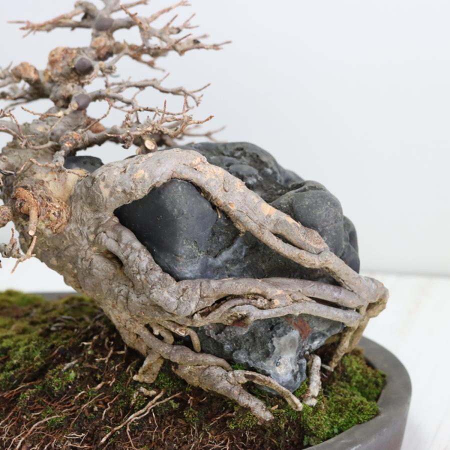 カエデ石付き 楓石付 中品盆栽 現品 : 盆栽ショップ わびさび Yahoo!店