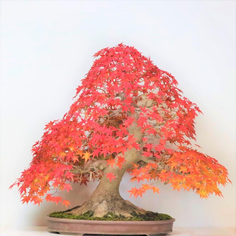 極上 山もみじ 大品盆栽 現品 送料無料 : 盆栽ショップ わびさび Yahoo