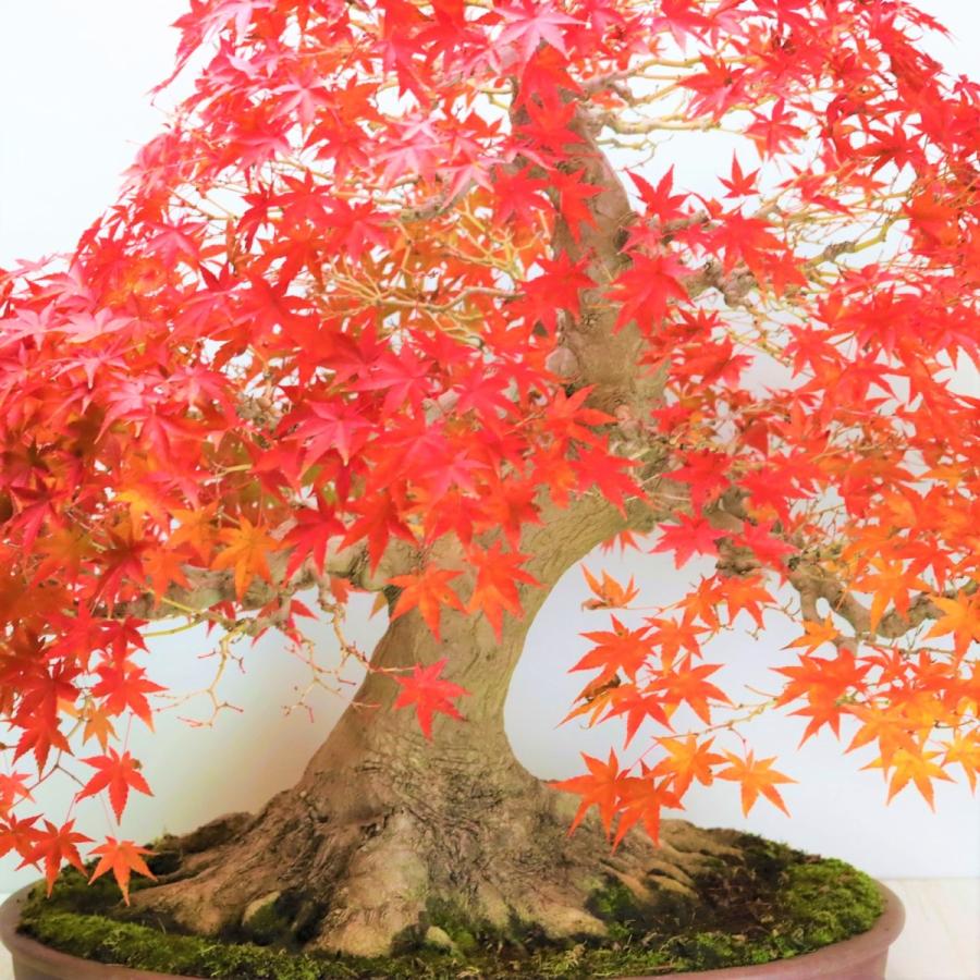 極上 山もみじ 大品盆栽 現品 送料無料 : 盆栽ショップ わびさび Yahoo