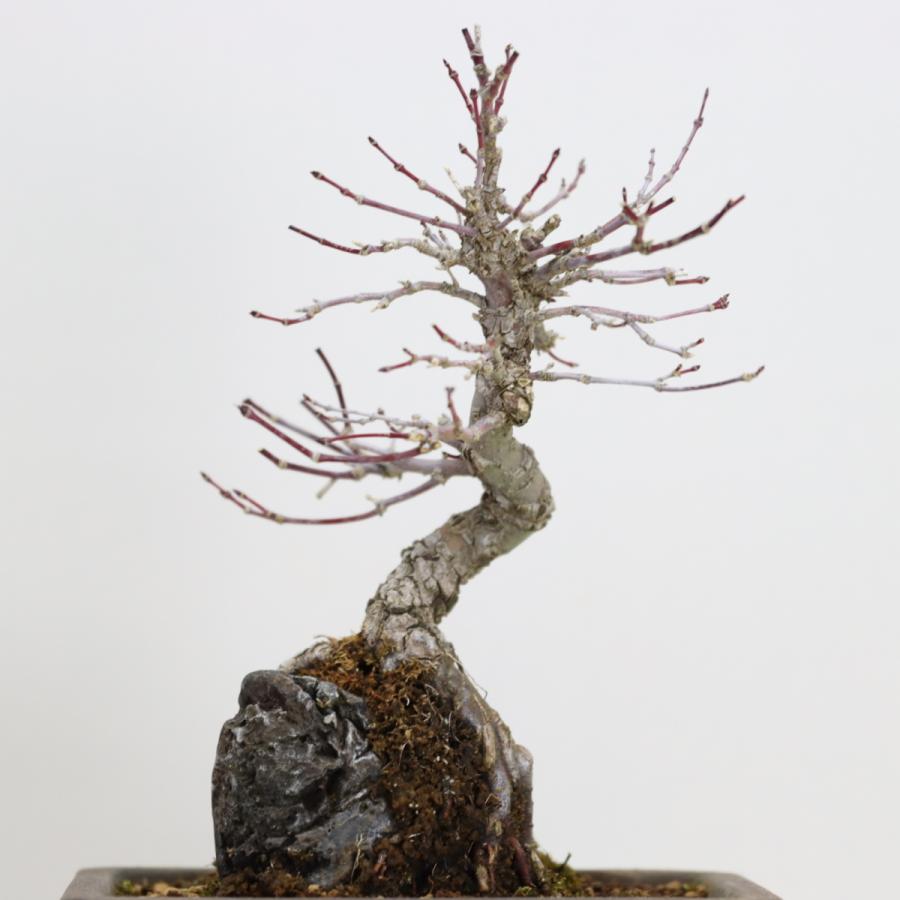 荒皮性モミジ 小品盆栽 貴風盆栽 荒皮紅葉 あらかわしょうもみじ