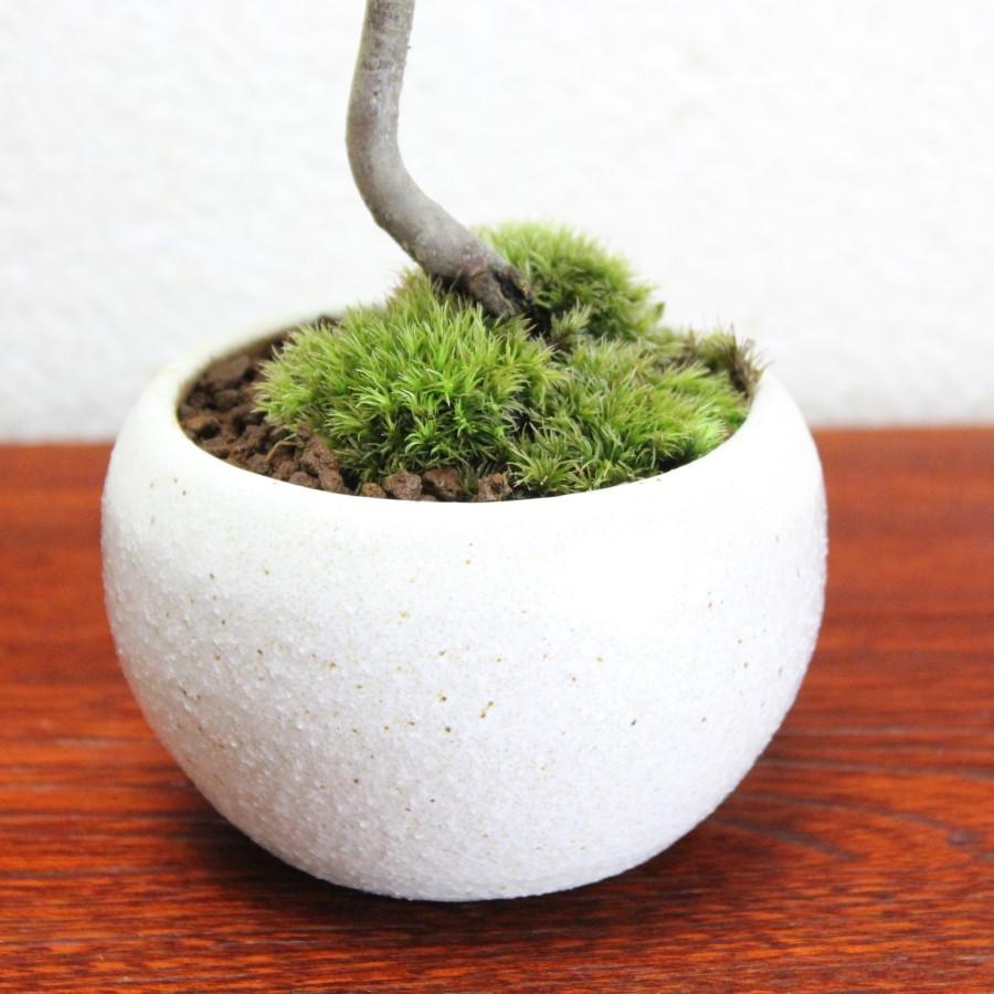 イロハモミジ盆栽 もみじ bonsai 送料無料 : 盆栽ショップ わびさび