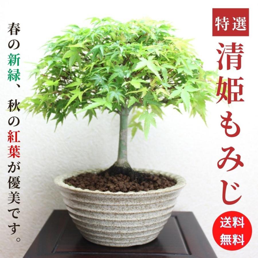 清姫もみじ 小品盆栽 信楽焼高級鉢 bonsai 送料無料 : 盆栽ショップ
