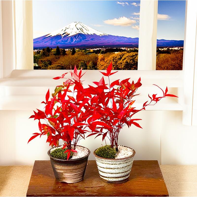 盆栽 七福南天 希少 実生 細葉赤南天 瀬戸焼3,5号 縁起物 鉢植え