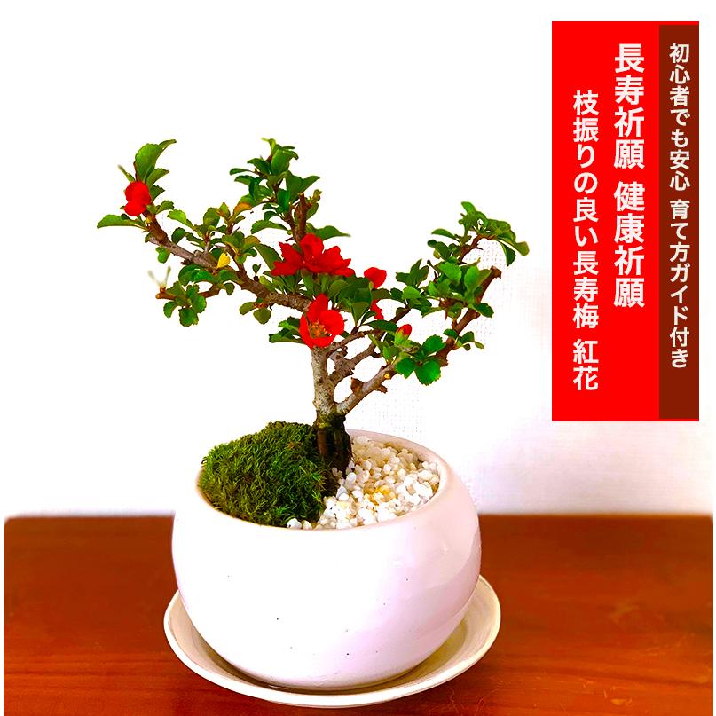 盆栽 長寿梅 ミニ盆栽 四季咲赤花 育て方指南書付 健康祈願 室内 趣味