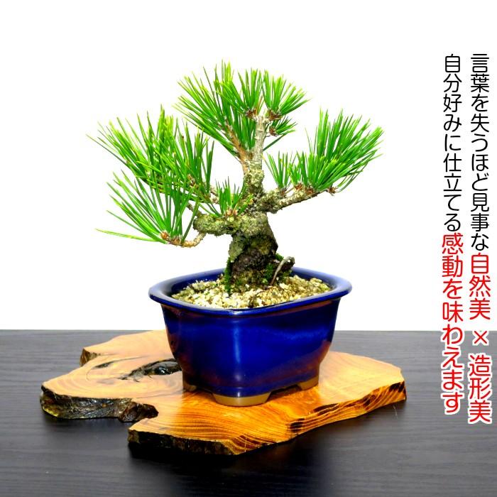 盆栽 松 樹齢5年 渾身の傑作 夢錦 黒松 ミニ錦松 飾りやすく育てやすい