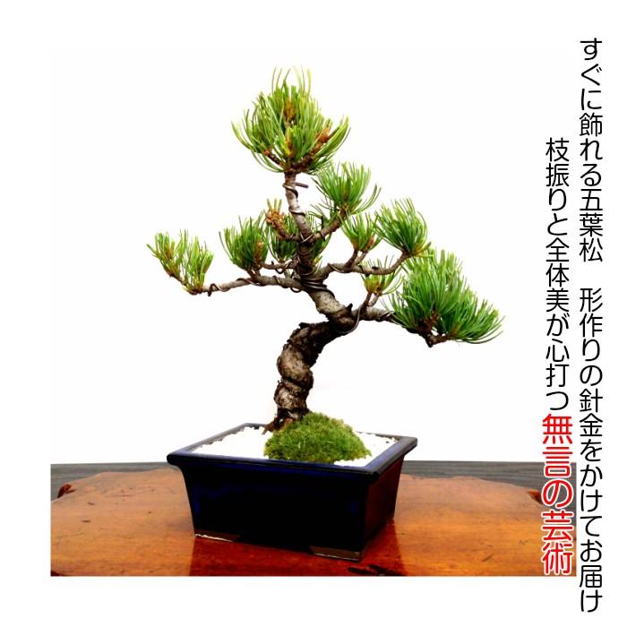 盆栽 松 樹齢8年 特選 曲付き 高松五葉松 室内 初心者 おしゃれ