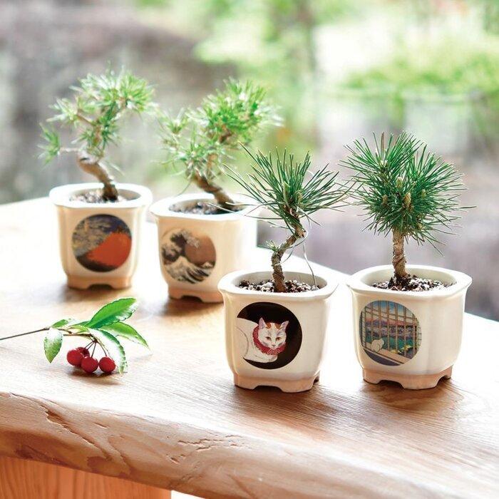 JAPANESE BONSAI 富士と猫 赤松 GD-64006 聖新陶芸 ギフト 栽培セット