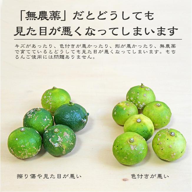 シークワーサー 1kg 無農薬 果物 沖縄産 農薬不使用 除草剤不使用 豊里