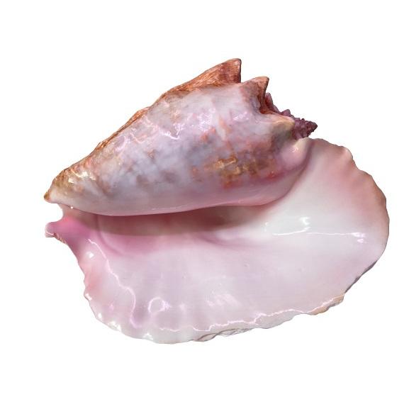 直輸入】コンクシェル ピンク貝 バハマ コンク貝 ジュエリー