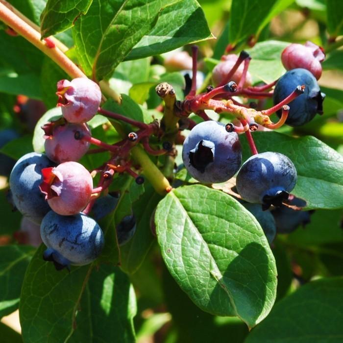 お試し用！冷凍ブルーベリー約500g1袋入り目にいいアントシアニン