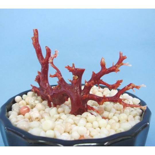 高知沖産血赤珊瑚の 拝見・原木・置き物 （艶出し加工済み）/飾り/置物
