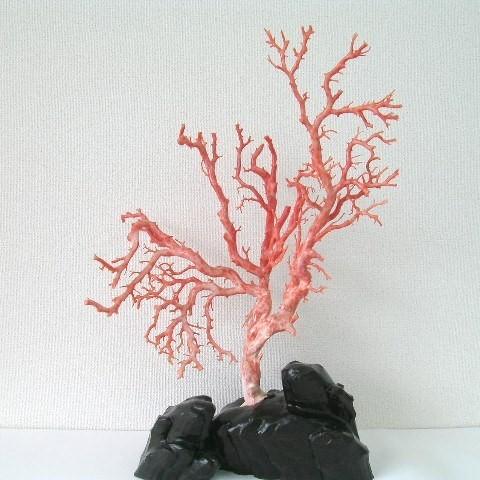 ピンク珊瑚の拝見・置物（艶出し加工済み）/原木/黒檀台/『宝石サンゴ