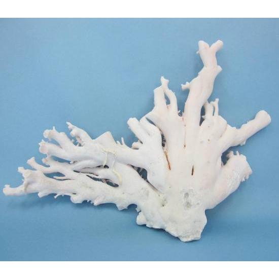 ミッド（白）珊瑚の原木 /原石/拝見/（1085g） /『宝石サンゴ