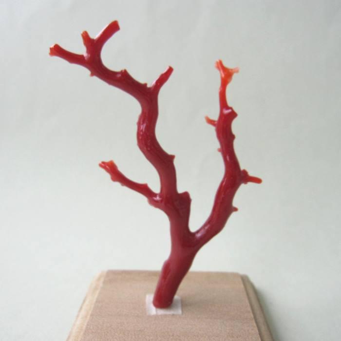 日本 高知沖産血赤珊瑚 拝見 置き物 原木 置物 飾り台付 開運 枝 宝石
