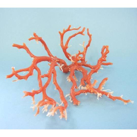 ピンク珊瑚の拝見・置物（艶出し加工済み）/原木/黒檀台/『宝石サンゴ