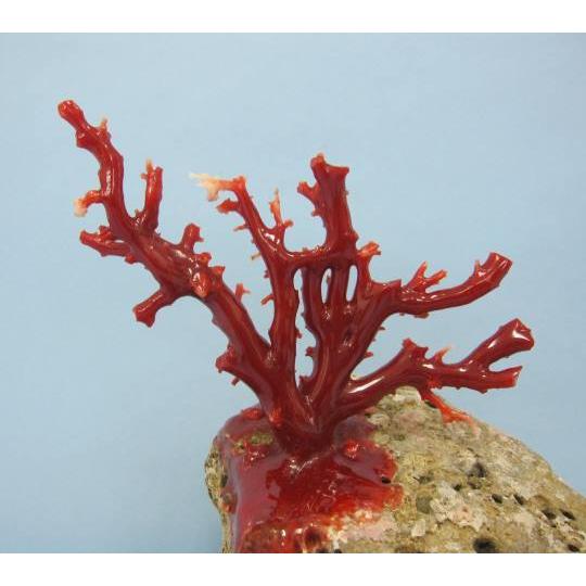 高知沖産血赤珊瑚の 拝見・置き物・原木 /石付き/置物/飾り/ 『宝石