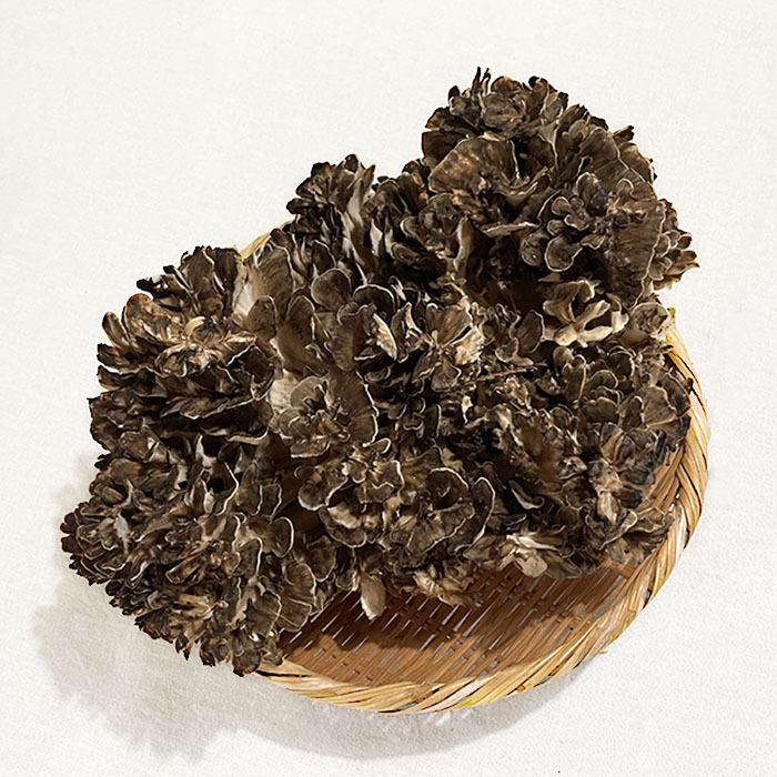 天然舞茸1kg【10月上旬発送開始】秋田産 採れたての天然マイタケを