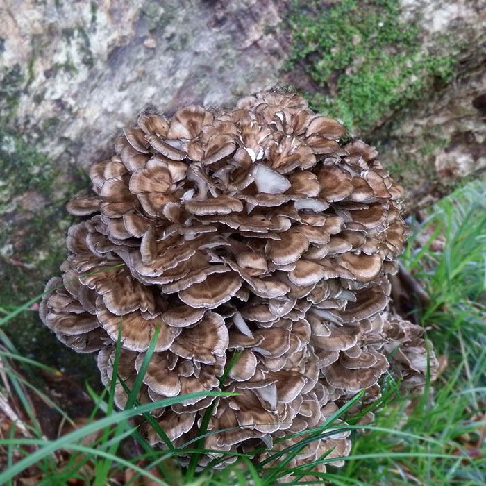 天然舞茸2kg【10月上旬発送開始】秋田産 採れたての天然マイタケを