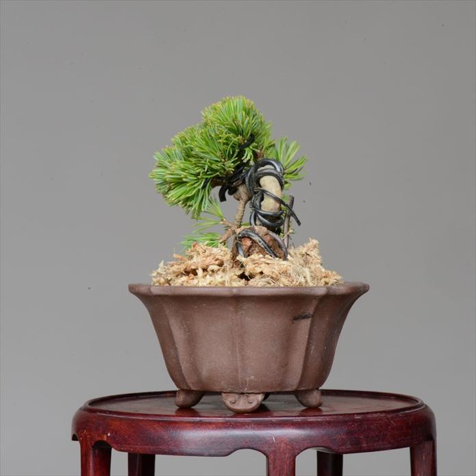盆栽 吾妻五葉松 八房品種【峰吾妻】 【泰寿園 Online】 : 泰寿園