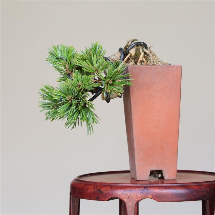 盆栽 吾妻五葉松 八房品種【峰吾妻】 【泰寿園 Online】 : 泰寿園