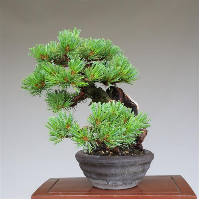 盆栽 吾妻五葉松『大巓性』小品盆栽 根上り懸崖づくり 【泰寿園 Online