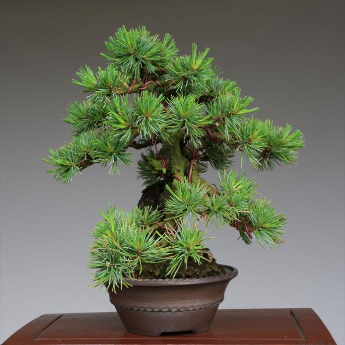 盆栽 吾妻五葉松『大巓性』小品盆栽 根上り懸崖づくり 【泰寿園 Online