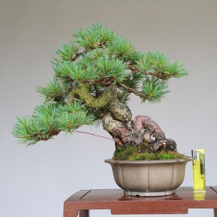 盆栽 吾妻五葉松『大巓性』小品盆栽 根上り樹形 【泰寿園 Online