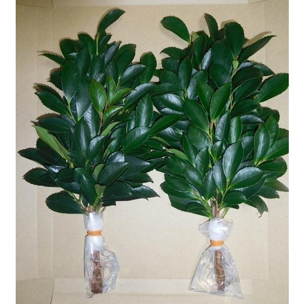 ヒサカキ種子島産小葉ひさかき 規格30cm・1対（2束）送料無料