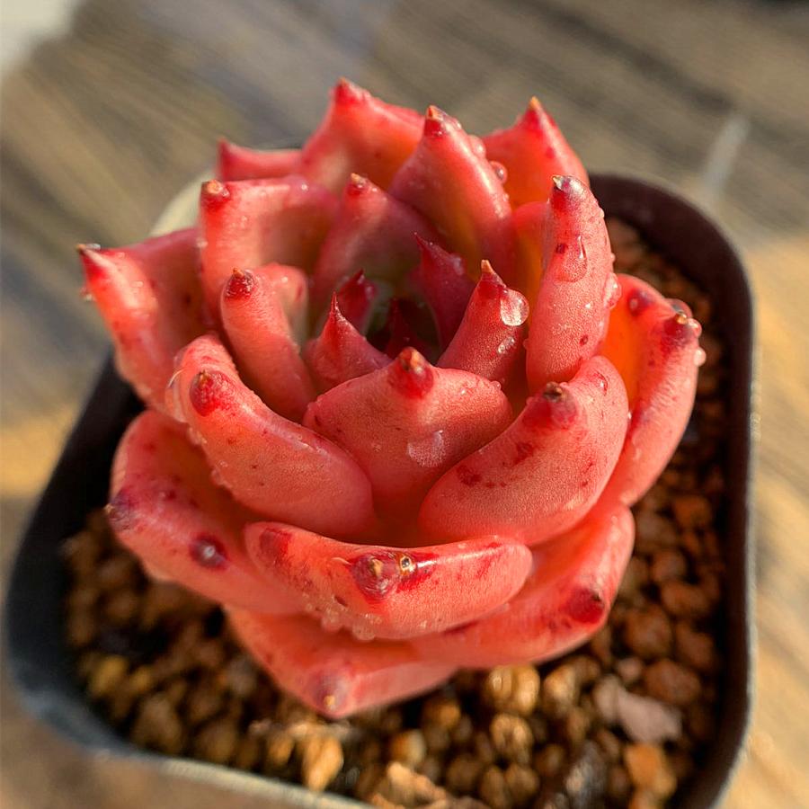 農園直売 多肉植物 寄せ植え エケベリア属 オールドエッグ 美苗 抜き苗