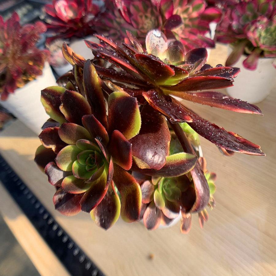 農園直売 多肉植物 寄せ植え アエオニウム属 ベルベット錦 群 特大