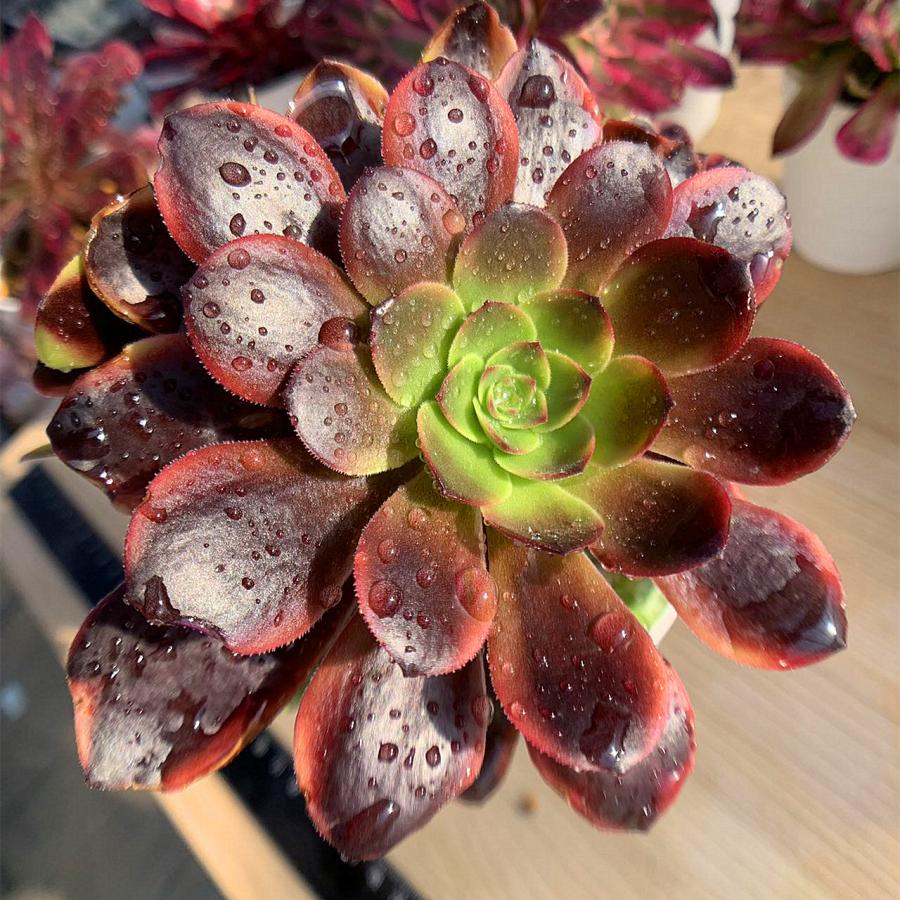 農園直売 多肉植物 寄せ植え アエオニウム属 ベルベット錦 群 特大