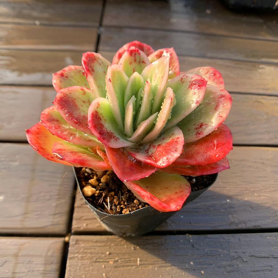 農園直売 多肉植物 寄せ植え エケベリア属 アイスラブリーローズ（錦