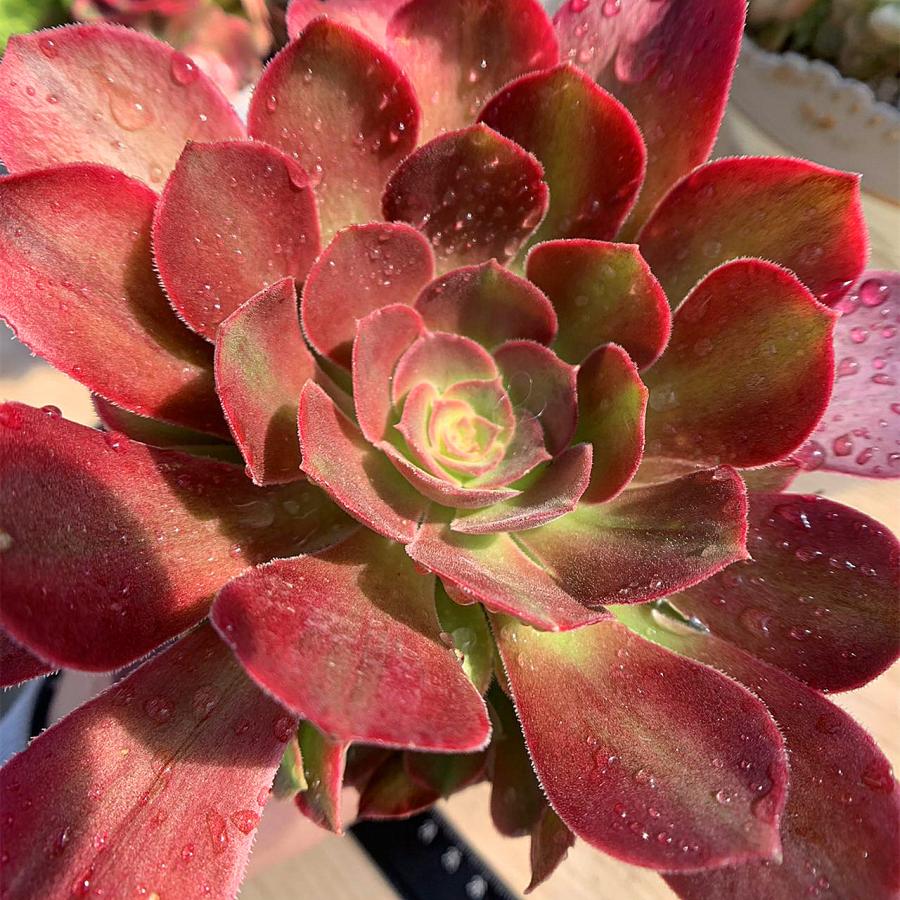 農園直売 多肉植物 寄せ植え アエオニウム属 洛神（群）特大 抜き苗