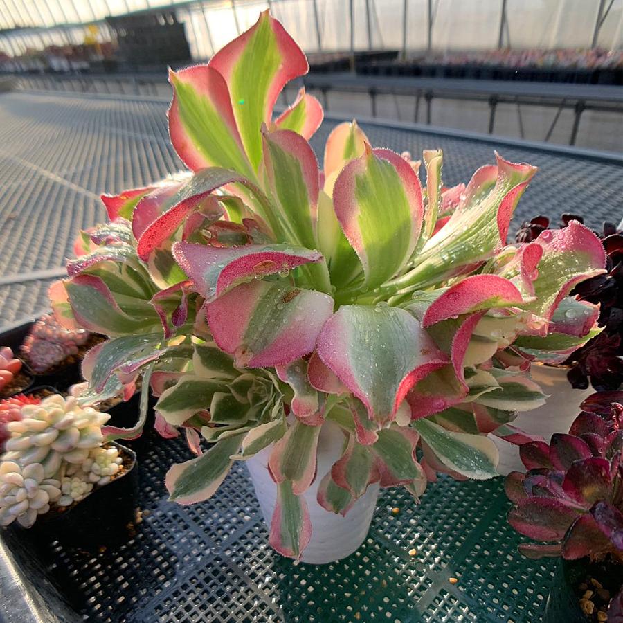 農園直売 多肉植物 寄せ植え アエオニウム属 雨花石（6-8頭）特特大