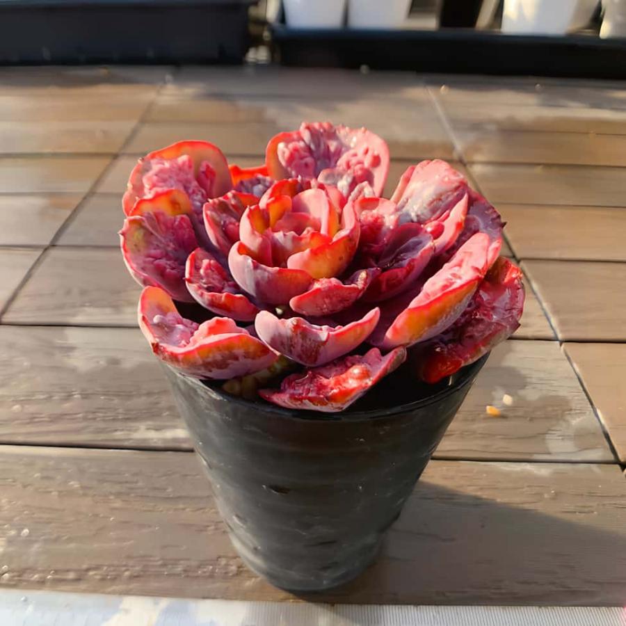 農園直売 多肉植物 観葉植物 エケベリア属 ビヨンセ虹錦 レイン