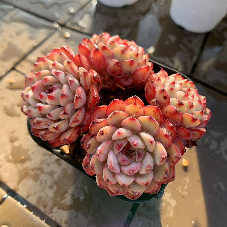 農園直売 多肉植物 寄せ植え エケベリア属 ピンクミニマ（群） 抜き苗