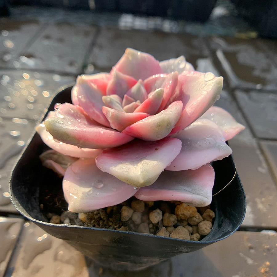 農園直売 多肉植物 寄せ植え パープルディライト覆輪錦（単） 抜き苗