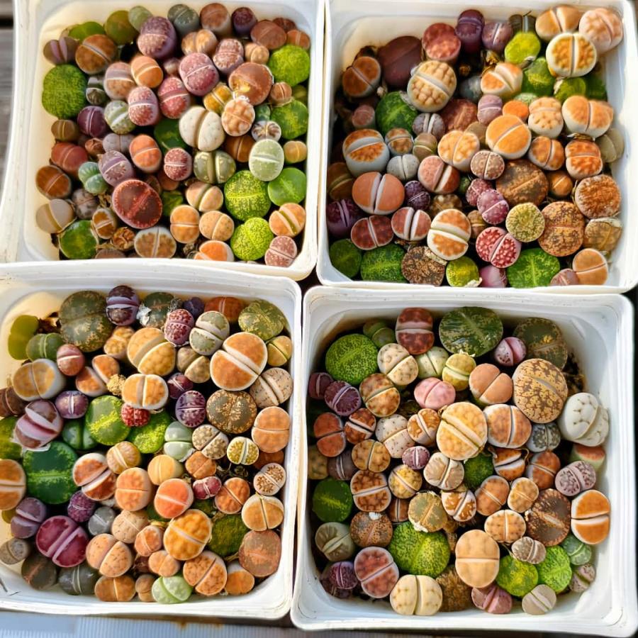 農園直売 多肉植物 コノフィツム属 リトープス丼 50-65頭セット 超お得