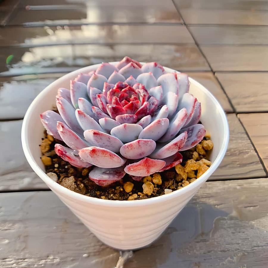 農園直売 多肉植物 寄せ植え エケベリア属 ホワイトサンデー（単