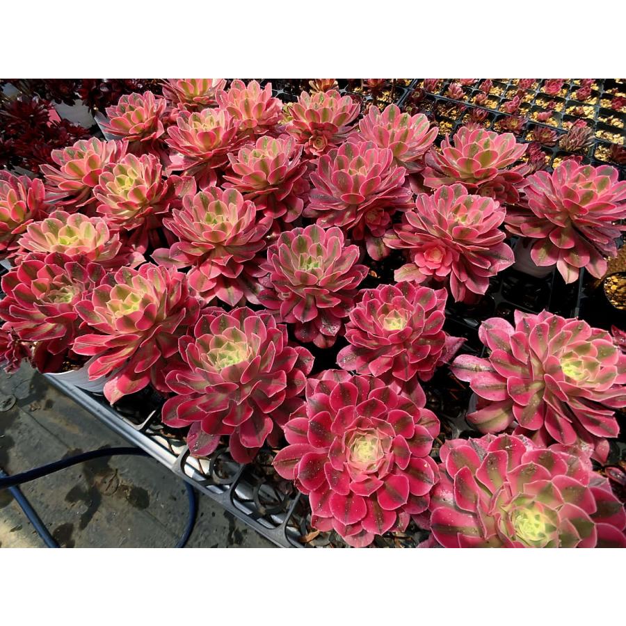 農園直売 多肉植物 アエオニウム ピンクウィッチ（錦）単 美苗 観葉