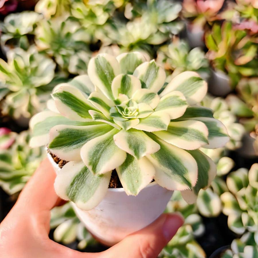 農園直売 多肉植物 アエオニウム属 マイバッハ錦（単） 観葉植物