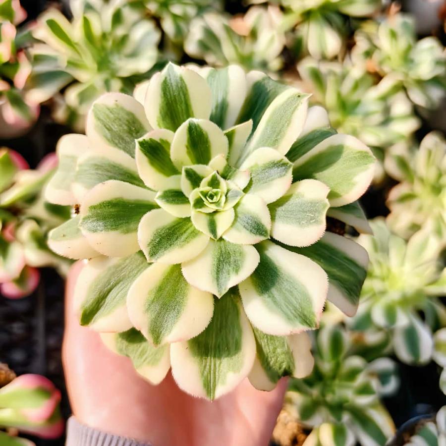 農園直売 多肉植物 アエオニウム属 マイバッハ錦（単） 観葉植物