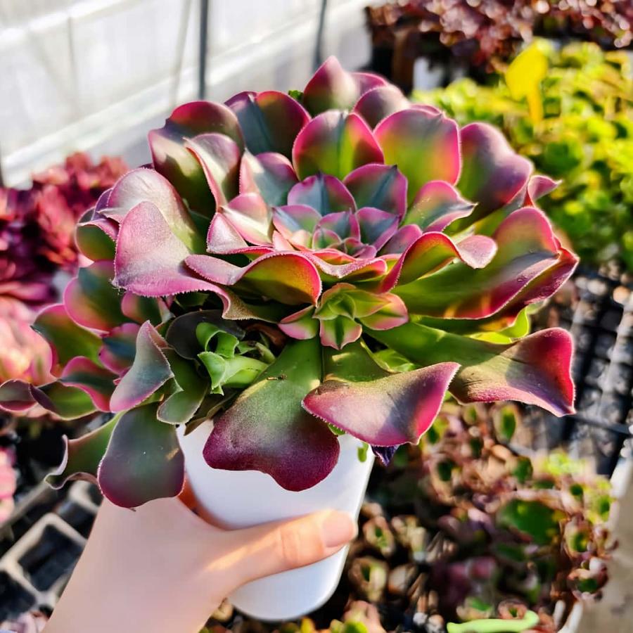 農園直売 多肉植物 アエオニウム属 七彩魔女 新品種（群）特大 観葉